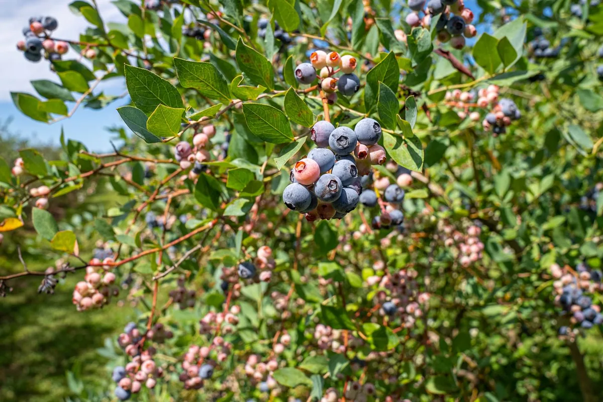 Ripe blueberries clustered on a bush