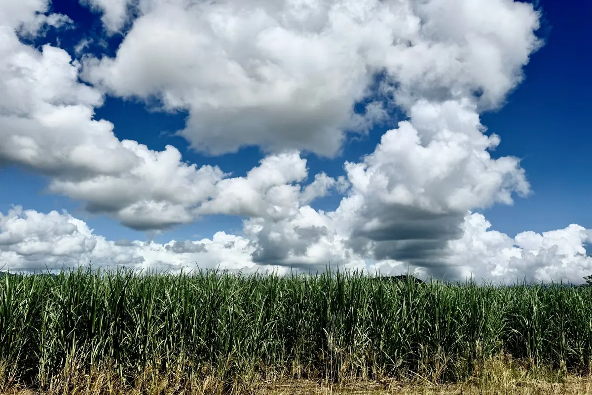 Sugar cane crop under a sky full of cumulus cloud