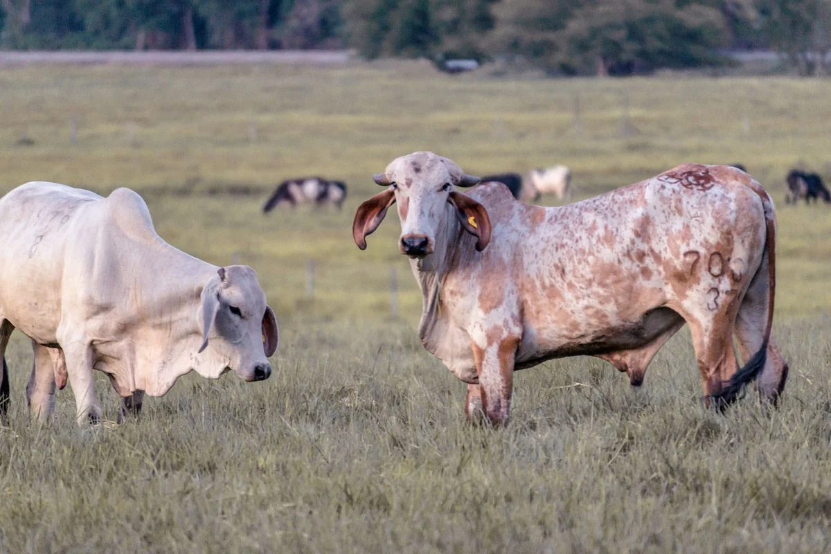 Beef cattle grazing on open pasture with trees behind