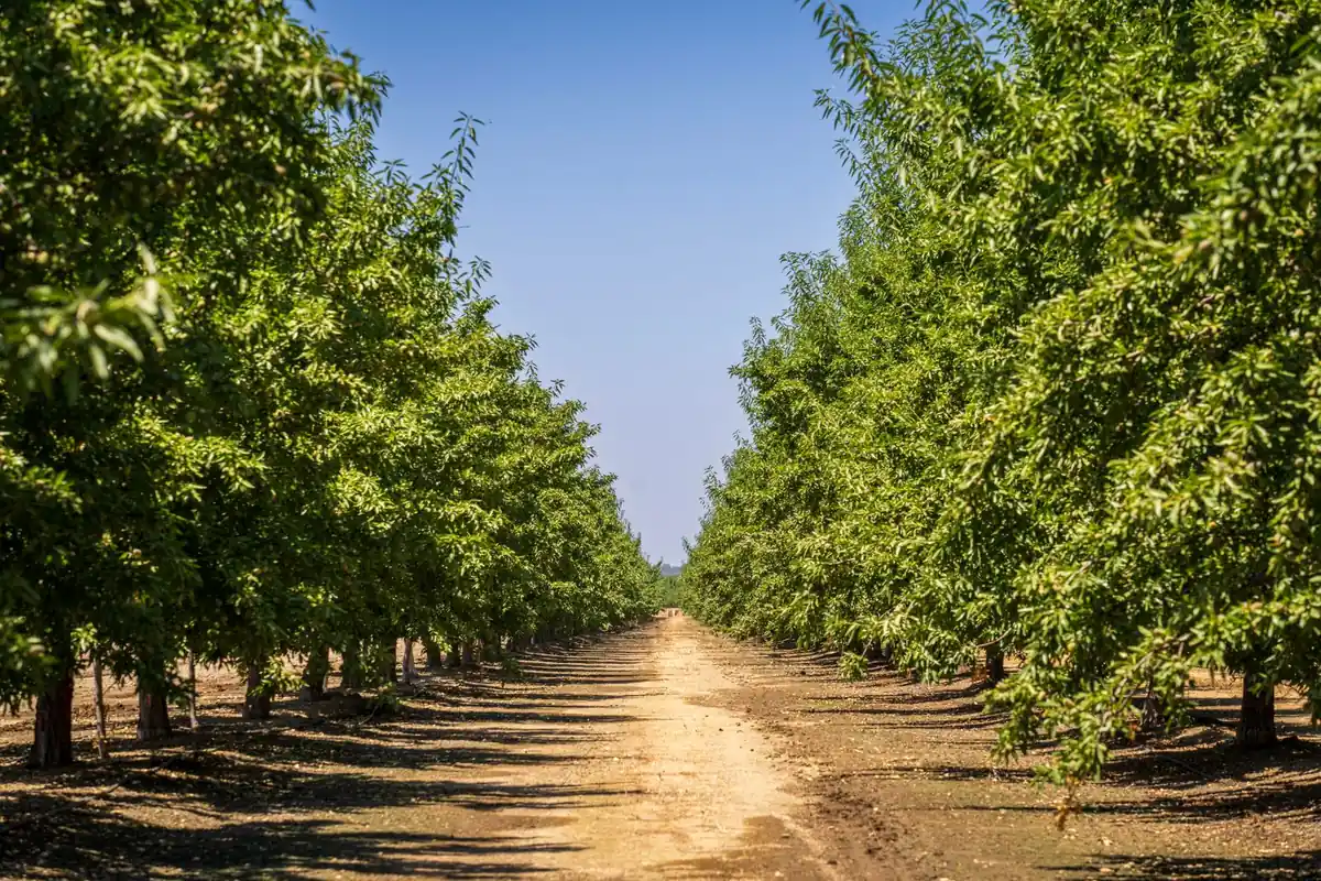 Rows of mature trees in an orchard